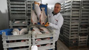 Kayseri'de üretilen Türk somonunun yüzde 98'i ihraç ediliyor