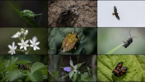 ODTÜ kampüsündeki hayvan ve bitki türlerine "nüfus sayımı" yapıldı 