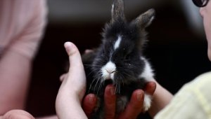 Tavşan "Yumoş" ve yavruları özel öğrencilerin can dostu oldu