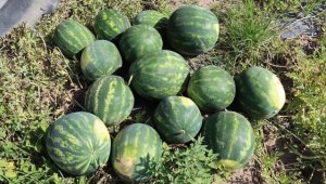 Tescilli Adana karpuzunda hasat başladı