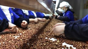 Türkiye fındık ihracatından 8 ayda 1,3 milyar doları aşkın gelir elde etti