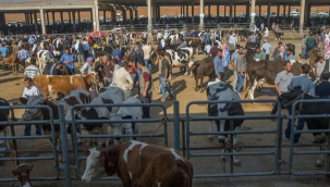 Vatandaşlar merakla bekliyordu! 2023 yılı kurban fiyatları