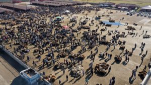 Ağrı Hayvan Borsası'nda Kurban Bayramı yoğunluğu yaşanıyor