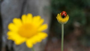 Amanosların 1600 rakımlı Huzurlu Yaylası fotoğraf tutkunlarını ağırlıyor