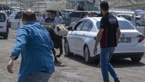 Ankara'da kurban pazarında kaçan boğa çevredekilere zor anlar yaşattı