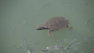 Antalya'da nesli tehlike altındaki Nil kaplumbağaları korunuyor