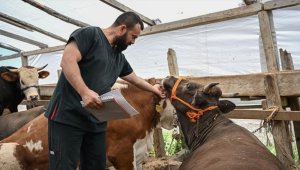 Başkentin canlı hayvan pazarlarında kurbanlık satışları sürüyor