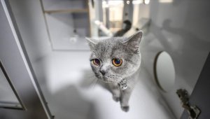 Bursa'daki kedi köpek oteli bayram tatilinde tam kapasite çalışıyor