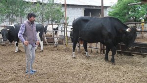 Erzincan'da 1,3 tonluk kurbanlık boğa "Toro" alıcısını bekliyor