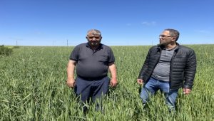 Hububat alım fiyatları Yozgat'ta çiftçinin beklentisini karşıladı