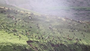 Iğdır'da bol yağışla yeşeren doğa, besicileri göçten ve masraftan kurtardı