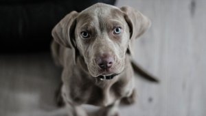 İklim değişikliği evdeki can dostları da etkiliyor