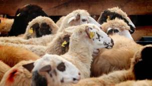 İslam Dininde Kurban kesmekle yükümlü olan kişiler