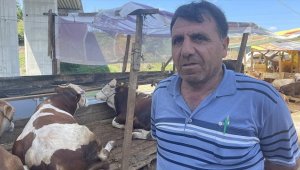 İstanbul'da kurban pazarlarında üreticiler satışlardan memnun