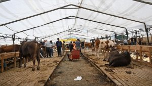 İstanbul'da kurban satış ve kesim noktalarında yoğunluk yaşanıyor