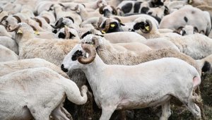 İstanbul'da kurbanlıklar pazarlarda satılmaya başlandı