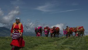 Karadeniz'de yaylacıların göç yolculuğu başladı