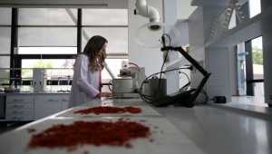 Kayseri Şeker pancar atıklarından sıvı gübre üretti