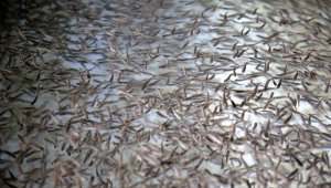 Kayseri'nin Pınarbaşı ilçesinde alabalık yavrusu üretim kapasitesi 220 milyon adede ulaştı