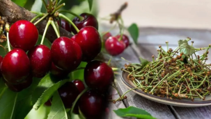 Kiraz sapını sakın çöpe atmayın, aktarlar bu ürünü arıyor! Evinizde tam bir şifa deposu bulunuyor