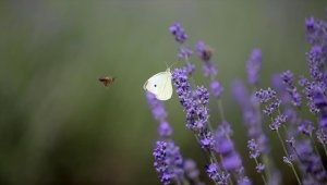 Kırklareli'nde lavanta tarlaları hasat öncesi "mor turizm" için hazırlandı