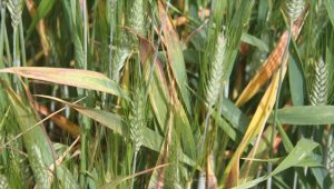 Konya Ovası'nda hububatta sarı pas hastalığı görülüyor