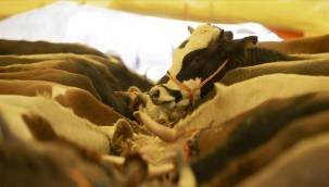 Kurban Bayramı'nı 29 Haziran'da karşılayacak ülkeler belli oldu