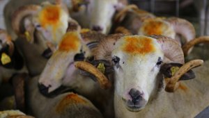 Kurban pazarlarında yoğunluk yaşanıyor