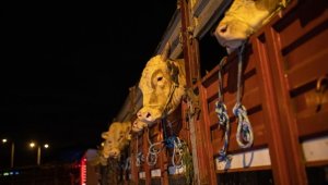 Kurbanlık hayvanlar İstanbul'a getirilmeye başlandı