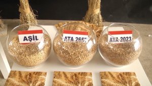 Milli ve yerli tohumlar "tarla günü"nde görücüye çıktı