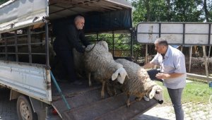 Osmaniye'de depremzede besici devlet eliyle yaralarını sarıyor 