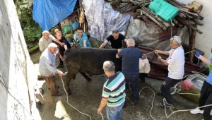 Rize'de kurbanlık boğa sahibini yaraladı
