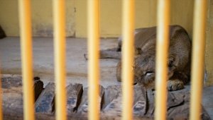 Rusya-Ukrayna Savaşı'nın sessiz kurbanları hayvanları kurtarma operasyonları sürüyor