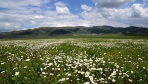 Sarıkamış'ın doğası papatya ve gelinciklerle süslendi