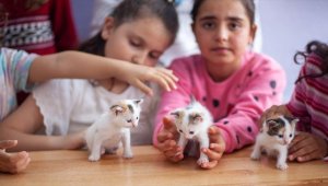 Sınıfta doğum yapan kedi ile yavrularına öğretmen ve öğrencileri sahip çıktı