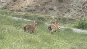 Sivas'ta dağ keçileri görüntülendi