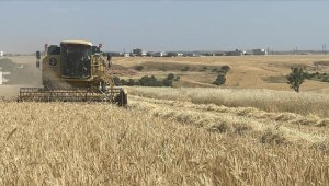 TMO hububat alımını 530 noktadan yapacak