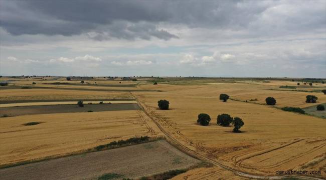 Trakya'da bahar yağmurları buğdayda rekolte beklentisini yükseltti