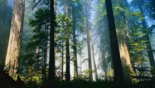 Tuhaf ölümlere dair çarpıcı örnekler: 'Ölümün de hayırlısı' dedikleri