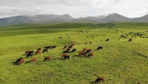 Türk yatırımcıların Zengilan'daki örnek projesi: Dost Agropark
