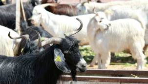 Uzmanlar uyarıyor: Sahte kurbanlık ilanlarıyla dolandırılmayın