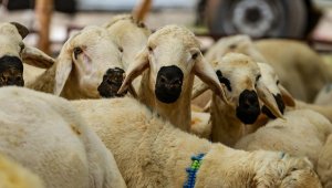 Vekaletle kurban kesim bedeli yurt içinde 5 bin 950, yurt dışında 2 bin 750 lira olarak belirlendi