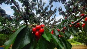 Yetiştirildiği şehrin ismiyle ünlenen lezzet: "Tekirdağ kirazı"