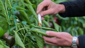 Zararlılarla mücadelede zirai ilaç yerine faydalı böcek uygulaması yaygınlaşıyor