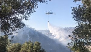 Aydın'da zeytinlik alanda çıkan yangın kontrol altına alındı