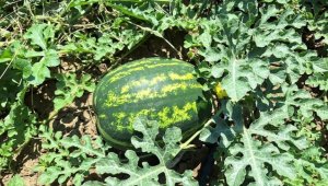 Bafra Ovası'nda erkenci karpuzun hasadına başlandı 