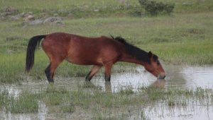 Beypazarı'nda yılkı atları görüntülendi