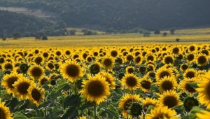 Bilecik'te ayçiçeği tarlaları sarının tonlarına büründü