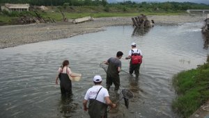 "Çanakkale ve İstanbul boğazlarını geçemez" denilen balık türü Samsun'da tespit edildi