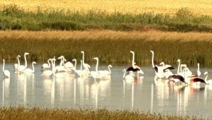 Çorum'da yaklaşık 40 flamingo gözlendi